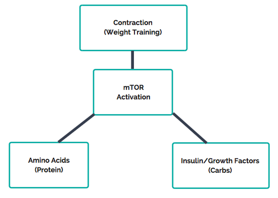 an image showing the components of mTor Activation