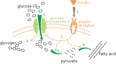 A diagram above shows the effect of insulin on glucose uptake and metabolism